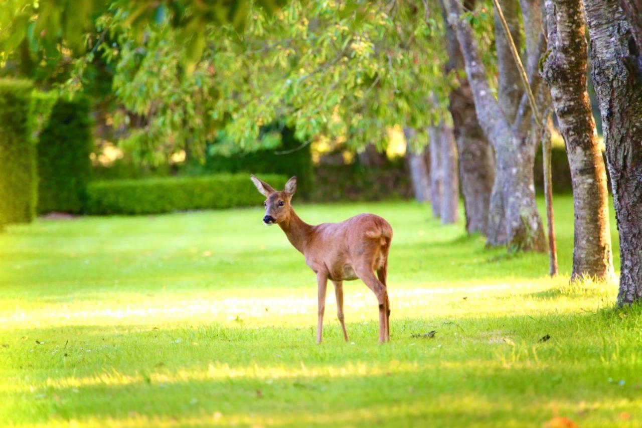 Chateau Du Bu Anctoville Bagian luar foto